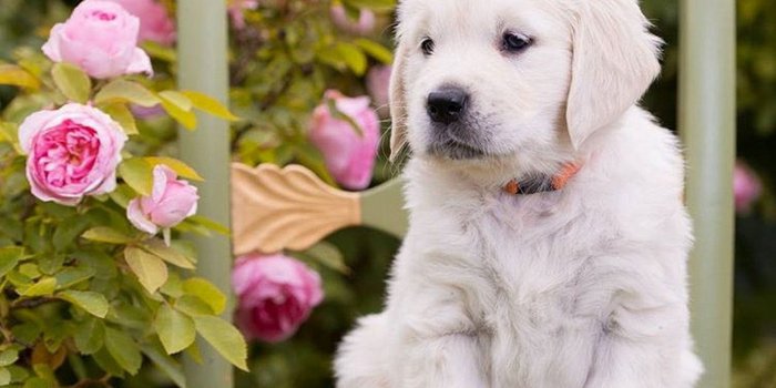 1920x1080 Best Funny Puppies Wallpaper HD | 2019 Live Wallpaper HD