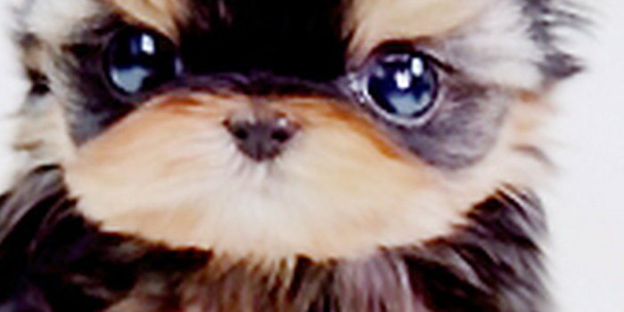 1080x1920 Puppy Wallpaper For Iphone 7 | Walljdi.org