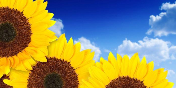 1680x1050 Sunflower Desktop Wallpapers Free