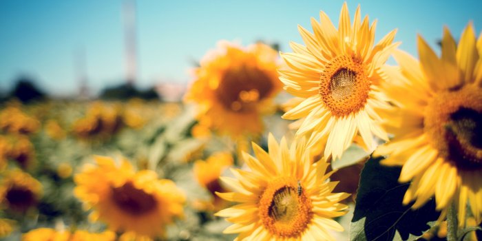 2880x1800 Golden Sunflower Desktop Wallpaper