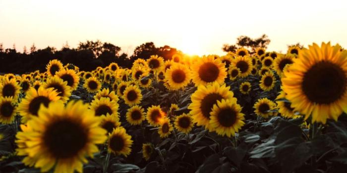 1177x776 Sunflower Wallpaper For Dekstop | thestardollbang