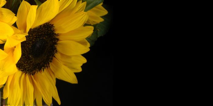 1920x1200 Sunflower Wallpapers Hd - Background Desktop Background Sunflowers