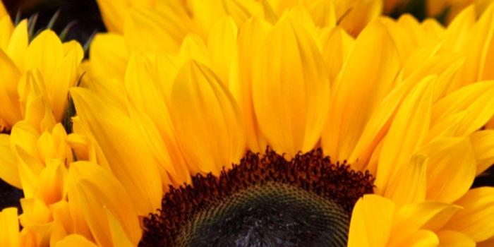 1440x2560 Sunflowers Wallpaper - iPhone, Android & Desktop Backgrounds