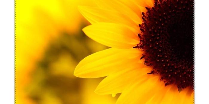 1000x1000 Amazon.com: Sbfhdy Non-Slip Insulation Sunflower Desktop Wallpaper