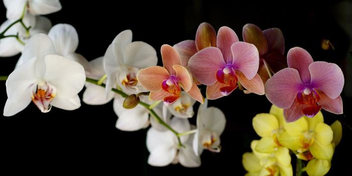 1920x1200 Images Orchid flower