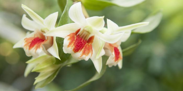 4288x2848 80+ Orchid Desktop Wallpapers - Download at WallpaperBro