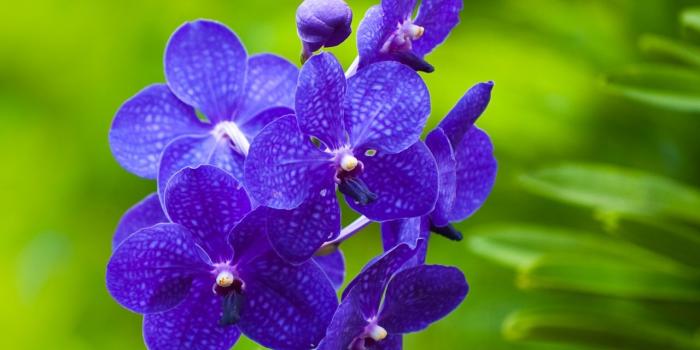 1280x1024 Blue Orchids ❤ 4K HD Desktop Wallpaper for 4K Ultra HD TV • Tablet