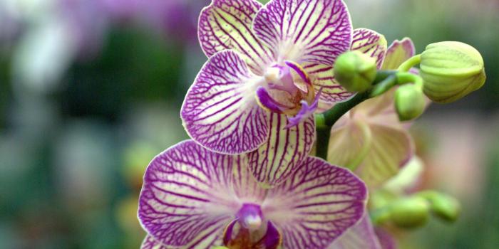 1920x1202 Orchid Flower Wallpaper Desktop (#1413140) - HD Wallpaper Download