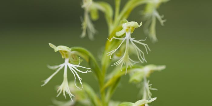 4288x2848 Orchid Desktop Wallpaper | Chicago Botanic Garden