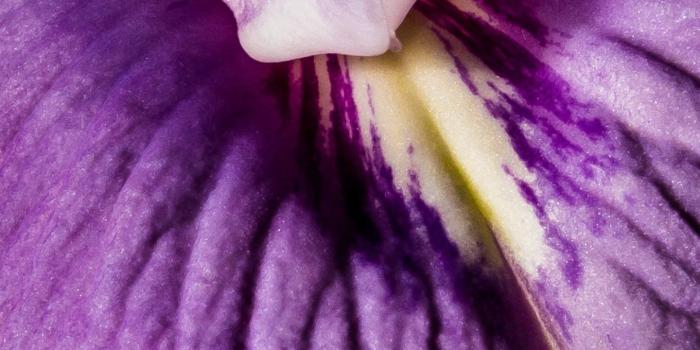 1440x2560 Purple Orchid Close-up Wallpaper - iPhone, Android & Desktop Backgrounds