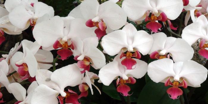 1920x1080 56+ White Orchid Wallpapers on WallpaperPlay