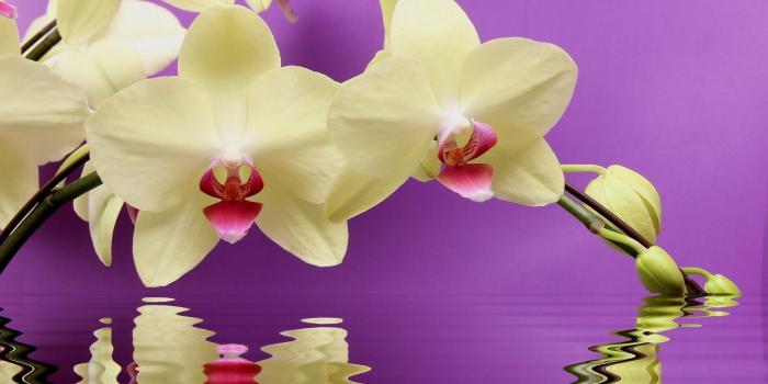 1920x1080 Orchids in Water Desktop Wallpapers - Top Free Orchids in Water