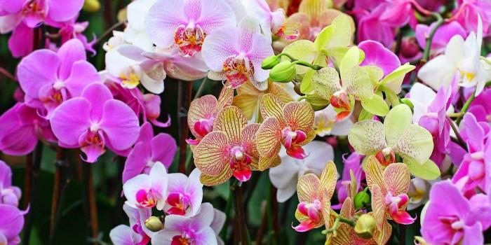 1600x900 Orchid Computer Wallpapers, Desktop Backgrounds ID 1600x900