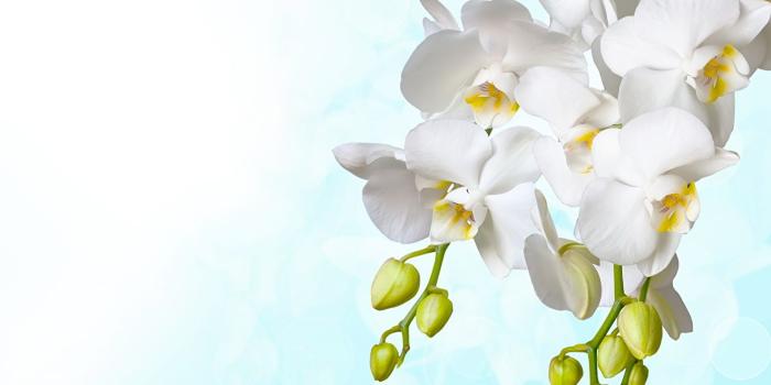 1321x1024 Desktop Wallpapers White Orchid flower Flower-bud