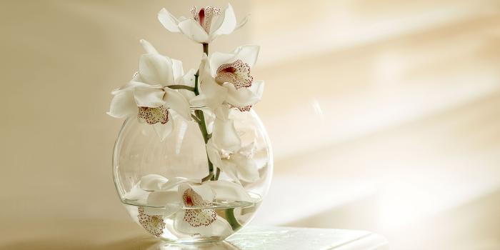 3840x2160 4K White Orchid Flowers Wallpaper HD