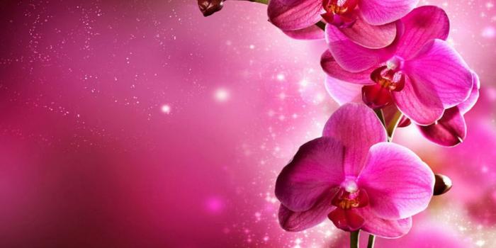 1440x900 Best 49+ Orchids Computer Backgrounds on HipWallpaper | Computer