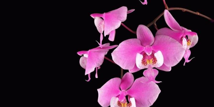 1280x960 Phalaenopsis Orchids (Moth Orchids) Desktop Wallpapers And Stock