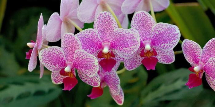 2000x1333 Orchids Purple Beautiful Flowers Pot Leaf Green Amazing Flower
