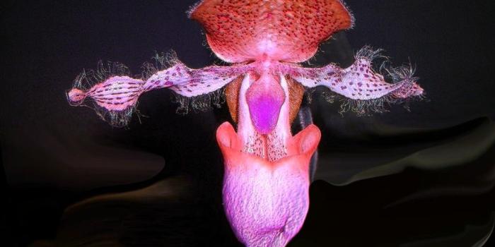 1024x768 Flowers: Red Orchid Flower Cute Desktop Wallpaper for HD 16:9 High