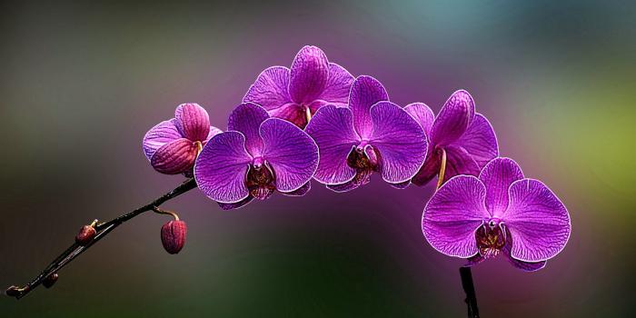 1600x1000 White orchid flowers desktop wallpapers