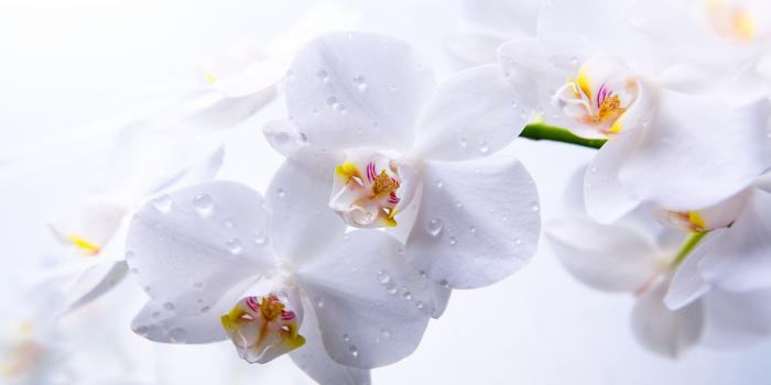 2880x1800 beautiful orchids wallpapers - HD Desktop Wallpapers | 4k HD