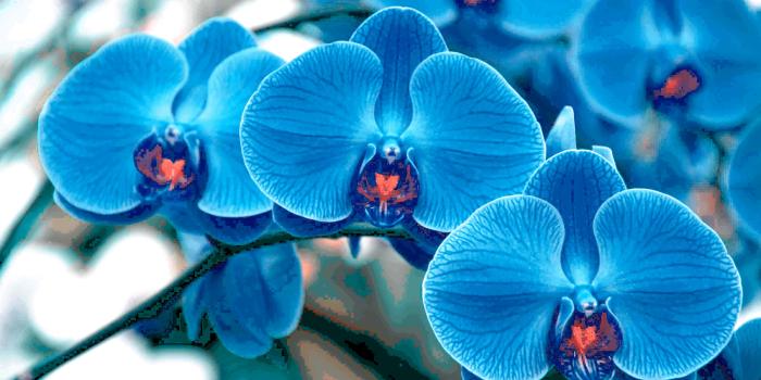 4752x3168 Orchid Wallpaper (48+ images) on Genchi.info