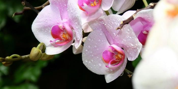 1680x1050 Desktop Backgrounds, Water, Organic Life, Full HD,Beautiful Flower