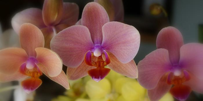 1920x1200 Orchid Flowers HD desktop wallpaper : High Definition : Fullscreen