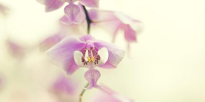 1152x847 Flowers: Beautiful Tree Flower Orchid Pink Desktop Wallpaper
