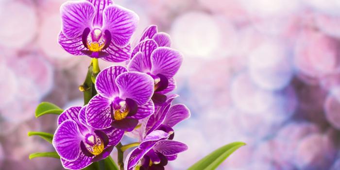 4000x2614 PC.729: Orchid Desktop Wallpaper (4000x2614) | Wallperio.com™