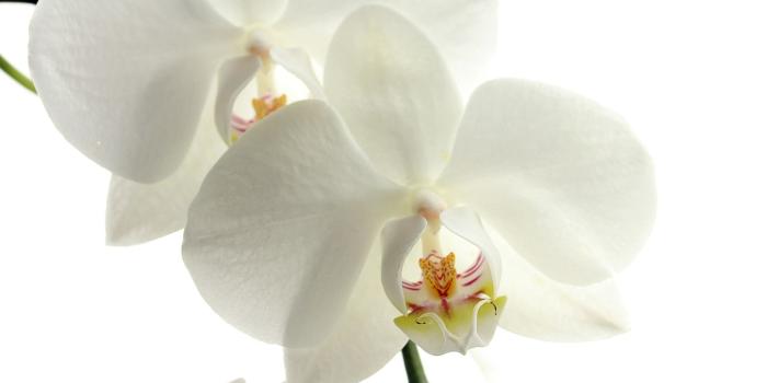 1920x1080 Full HD Wallpaper orchid bud white close-up, Desktop Backgrounds HD