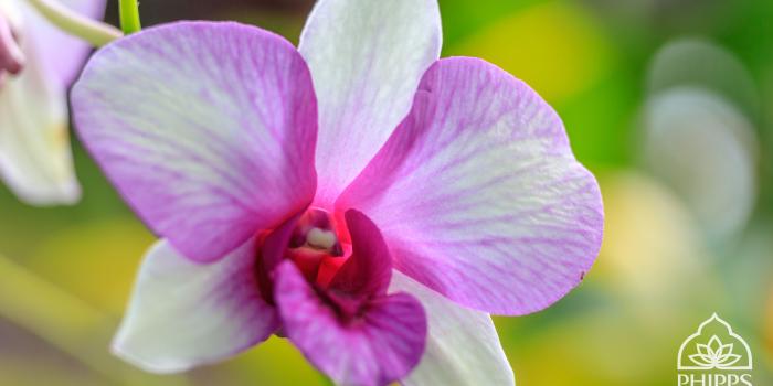 3840x2160 Desktop Wallpapers | Phipps Conservatory and Botanical Gardens