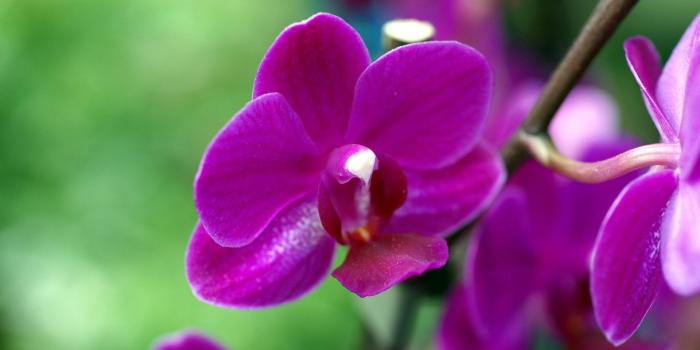 1920x1080 Flower: Purple Orchids Flowers Spring Nature Orchid Desktop Flower