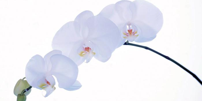 1600x1200 White orchid wallpapers Gallery