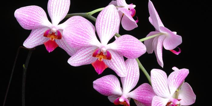 3333x2500 1420973 free desktop wallpaper downloads orchid | Earth | Tokkoro