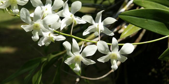 1920x1201 Orchid flower, Orchids photo wallpaper for your desktop - White