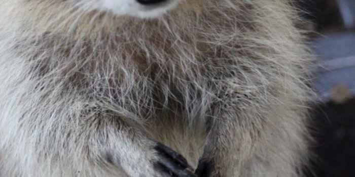 1080x1920 Cute Raccoon Wallpaper for Android - APK Download