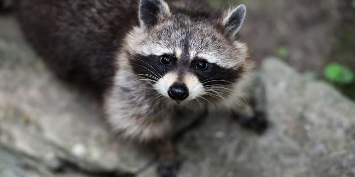 2560x1600 HD Wallpaper: Curious Raccoon Gaze
