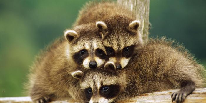 1920x1200 Baby Animal Wallpaper - Cute Baby Raccoon (#104413) - HD Wallpaper