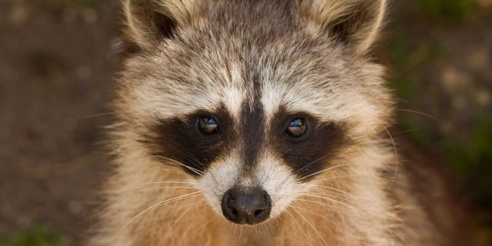 1920x1279 Raccoon,portrait,wildlife,small,cute - free photo from needpix.com