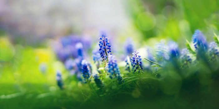 2560x1600 Macro Flower Wallpaper #6962891