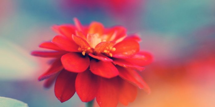 1280x804 Red Mao Flower Macro wallpapers | Red Mao Flower Macro stock photos