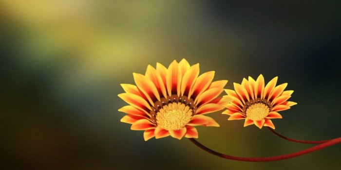1920x1200 Macro Flower wallpaper | 1920x1200 | #23255