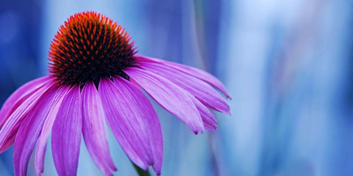 1680x1050 Macro Flowers wallpaper | 1680x1050 | #66501