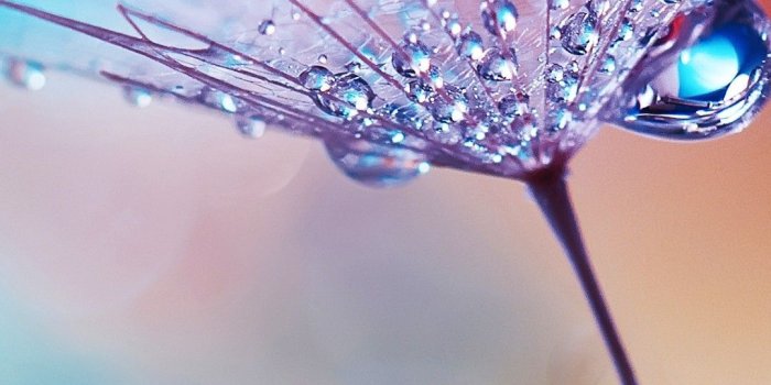 1080x1920 Wallpapers For Android, Flower, Water Drops, Dew, Macro