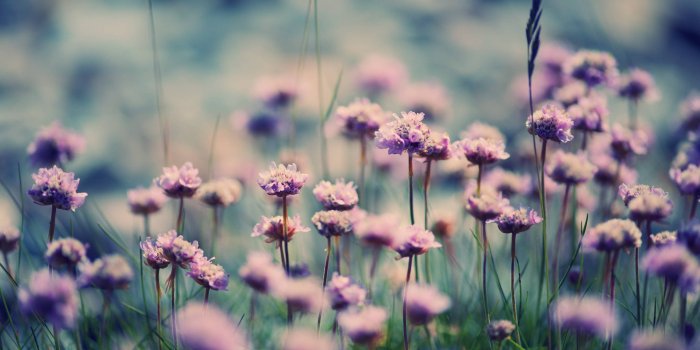 4280x2484 summer-bloom-spring-photo-nature-grass-purple-macro-flower-wallpaper