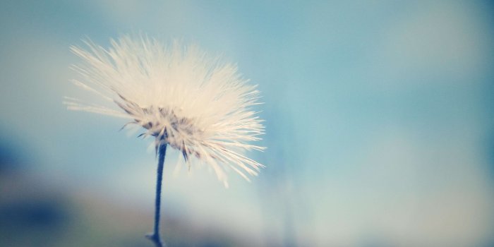 3840x2160 3068302 3840x2160 blur, desktop wallpaper, flower wallpaper, free