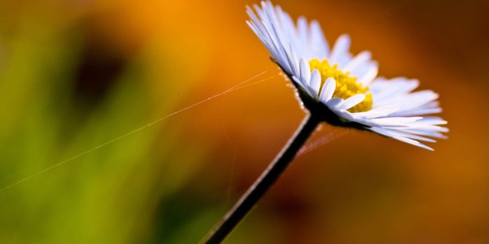 1920x1080 Stunning Macro Flowers Wallpaper #6811733