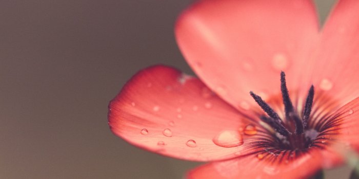 3200x2400 Scarlet Flax Flower Macro ❤ 4K HD Desktop Wallpaper for 4K Ultra HD