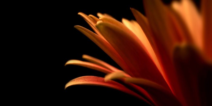 2560x1600 Macro Flower Wallpaper | 2560x1600 | ID:28175